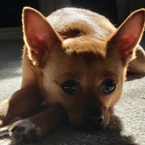 Meet your Posher, Hallie